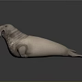 Realistic Gray Walrus Model With Open Mouth And Textured Skin On Smooth Reflective Surface