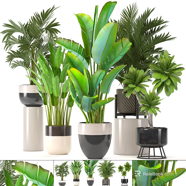 Stylish Potted Plants With Various Decorative Pots And Green Tropical Leaves 3d model 
