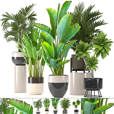 Stylish Potted Plants With Various Decorative Pots And Green Tropical Leaves 3d model