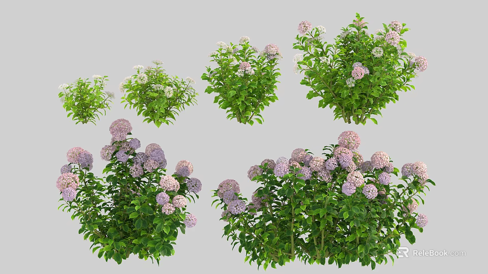 Lush Hydrangea Flower Plants Featuring Purple White Blooms And Thick Green Foliage 3d model 