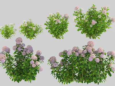 Lush Hydrangea Flower Plants Featuring Purple White Blooms And Thick Green Foliage 3d model