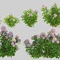 Lush Hydrangea Flower Plants Featuring Purple White Blooms And Thick Green Foliage