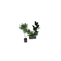 Plant Combination Featuring Tall Slender Yellow Flowering And Large Leafy Plants In Metal Square Planters