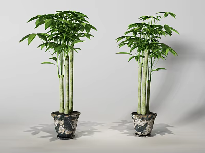 Two Bonsai Potted Plants With Lush Green Leaves And Patterned Planters 3d model
