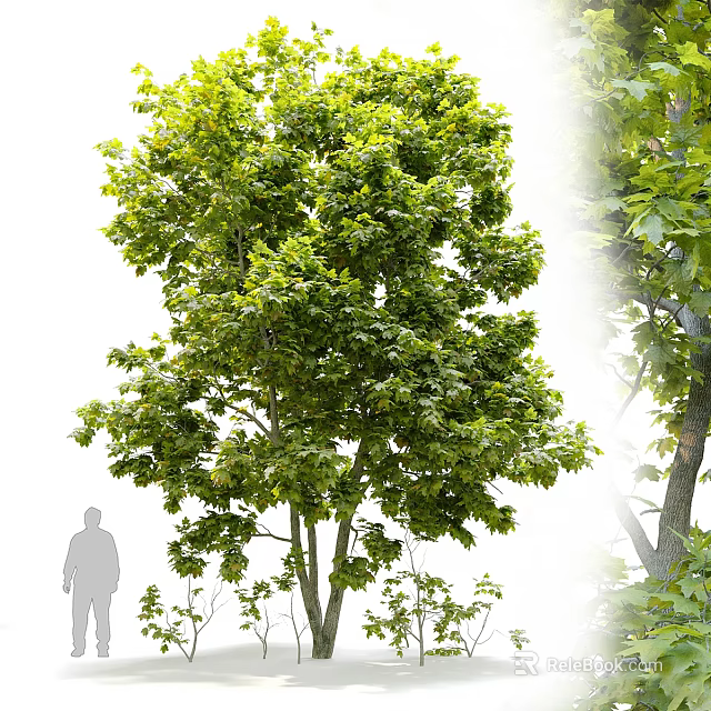 Lush Green Arbor Tree With Dense Foliage Tall Trunk And Human Figure For Scale 3d model 