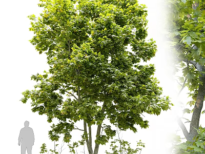 Lush Green Arbor Tree With Dense Foliage Tall Trunk And Human Figure For Scale 3d model