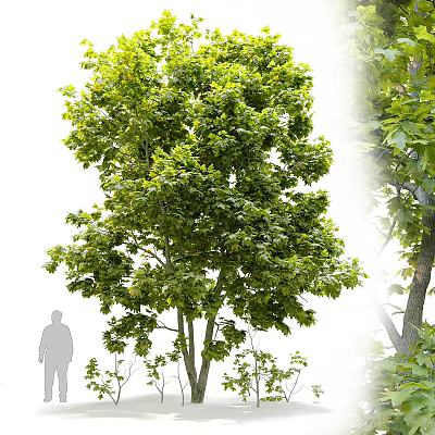 Lush Green Arbor Tree With Dense Foliage Tall Trunk And Human Figure For Scale 3d model