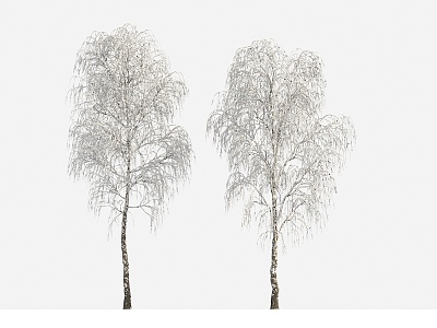 Plants Trees Big Trees Winter Trees 3d model