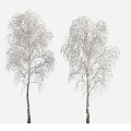 Plants Trees Big Trees Winter Trees 3d model