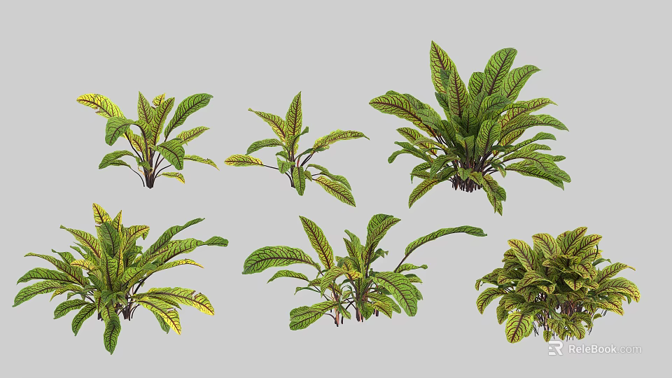Assorted Green Tropical Plants With Variegated Yellow Leaves And Decorative Foliage 3d model 