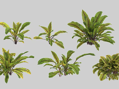 Assorted Green Tropical Plants With Variegated Yellow Leaves And Decorative Foliage 3d model