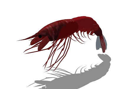 Red Aquatic Shrimp With Long Antennae And Detailed Body Structure 3d model