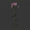 Single Stem Plant With Pink Flowers And Green Leaves On Gray Background