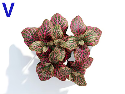 Vibrant Red Green Veined Foliage Plant Close Up View On White Background 3d model