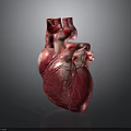 Realistic Human Heart Organ Model With Red White Texture And Blood Vessels On Reflective Surface