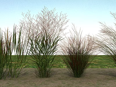 Ornamental Grasses in Outdoor Garden with Green Field and Blue Sky 3d model