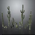 Various Green Cactus Plants in Different Sizes and Shapes on Black Reflective Background