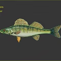 Colorful Aquatic Fish With Green Yellow Body And Fins On Dark Background