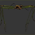 Slender Stick Insect With Green Orange Body And Long Legs On Gray Background