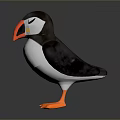 Adorable Puffin with Black Back White Belly Orange Beak and Feet as Flying Animal