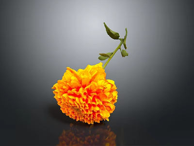 Orange Dahlia Flower With Green Stem Leaves On Dark Background And Reflection 3d model