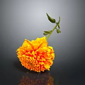 Orange Dahlia Flower With Green Stem Leaves On Dark Background And Reflection