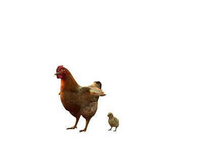 Modern Hen model