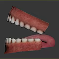 Oral Organs Detailed View Of Open Mouth With White Teeth Pink Tongue And Gums