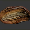 Detailed Organ Like Structure With Hair Like Fibers In Sliced Dried Fruit