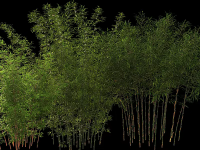Lush Green Bamboo Plants With Tall Stems And Fresh Leaves In Natural Scene 3d model