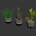 Stylish Indoor Houseplants in Decorative Ceramic Pots with Geometric Patterns and Reflections on Dark Background