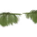 Lush Green Vines With Hanging Branches And Dense Foliage For Garden Decor