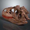 Tyrannosaurus rex Tyrannosaurus rex skull dinosaur skull 3d model