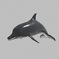 Modern Dolphins 3d model