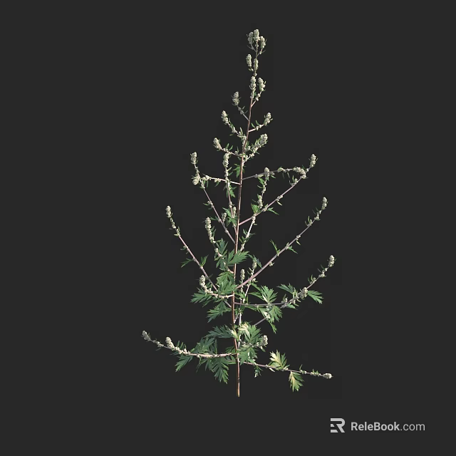 Tall Plant With Slender Stems Green Leaves And White Small Flowers On Black Background 3d model 