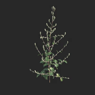 Tall Plant With Slender Stems Green Leaves And White Small Flowers On Black Background 3d model