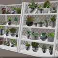 Various Potted Plants On White Grid Shelves With Different Pots Succulents And Green Plants