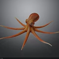 Red Octopus With Detailed Tentacles And Glossy Surface Against Black Background 3D Illustration