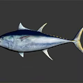 Blue and White Tuna Fish with Yellow Spots on Shiny Reflective Surface