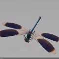Vibrant Dragonfly With Blue Body Red Eyes Purple Pink Gradient Wings On Dark Gray Background