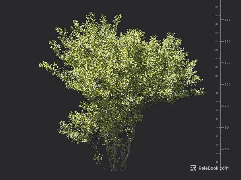 Lush Green Shrub With Dense Foliage And Height Measurement Scale 3d model