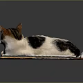 Relaxed Cat Lying On Wooden Mat With Computer Keyboard And Mouse 3d model