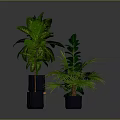 Various Green Indoor Plants With Lush Foliage In Decorative Potted Containers
