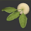 Fresh White Round Root Vegetable with Green Leaves on Dark Background 3d model