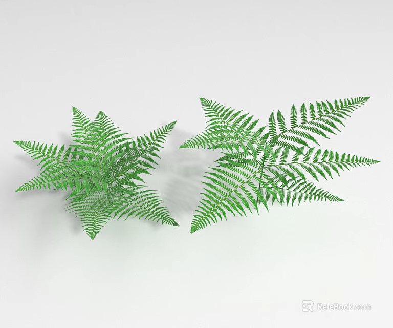 Two Fresh Green Fern Leaves Lush Healthy Plants on White Background 3d model 