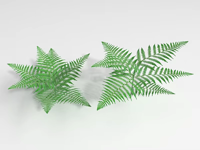 Two Fresh Green Fern Leaves Lush Healthy Plants on White Background 3d model