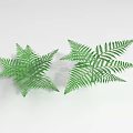 Two Fresh Green Fern Leaves Lush Healthy Plants on White Background