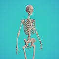 Human Skeleton Model Showing Detailed Limbs Structure on Turquoise Background for Education 3d model