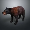 Realistic 3D Brown Bear Model With Detailed Fur Texture And Standing Position 3d model