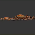 Modern Crab Sea Crab Starfish Shell 3d model